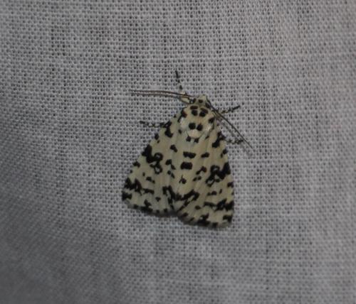 Thalatha guttalis